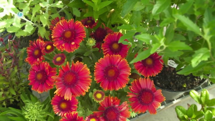 Nova zahrada - rozkvitnuta zahrada